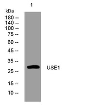 USE1 rabbit pAb