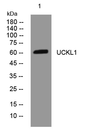 UCKL1 rabbit pAb
