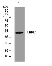 UBFL1 rabbit pAb
