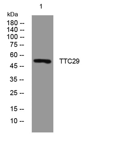 TTC29 rabbit pAb