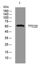 TTC22 rabbit pAb
