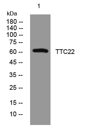 TTC22 rabbit pAb