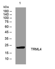 TRML4 rabbit pAb