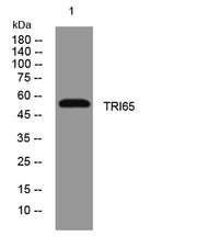TRI65 rabbit pAb