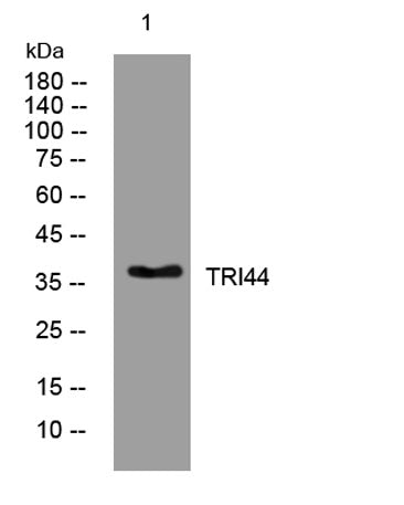 TRI44 rabbit pAb