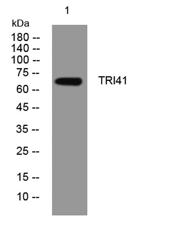 TRI41 rabbit pAb