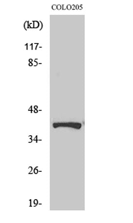 AMPKβ1 (phospho Ser182) rabbit pAb