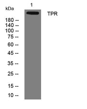 TPR rabbit pAb