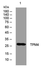 TPM4 rabbit pAb