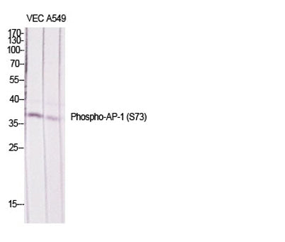 AP-1/Jun D (phospho Ser73/100) rabbit pAb