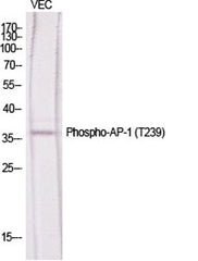 AP-1 (phospho Thr239) rabbit pAb