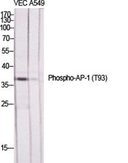 AP-1 (phospho Thr93) rabbit pAb