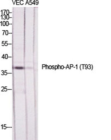 AP-1 (phospho Thr93) rabbit pAb
