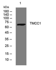 TMCC1 rabbit pAb