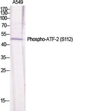 ATF-2 (phospho Ser112) rabbit pAb