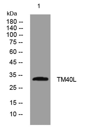 TM40L rabbit pAb