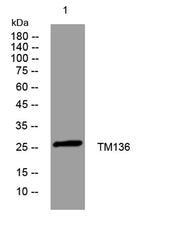 TM136 rabbit pAb