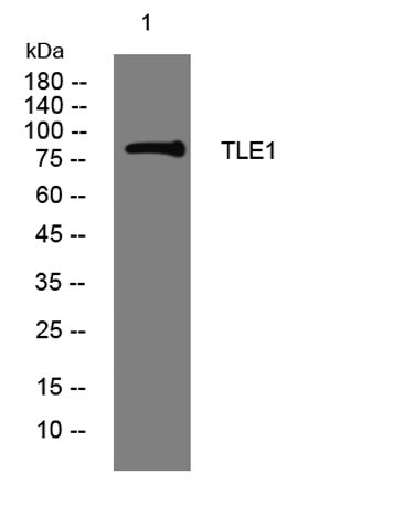 TLE1 rabbit pAb