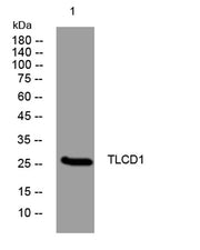 TLCD1 rabbit pAb