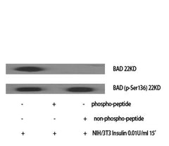 Bad (phospho Ser136) rabbit pAb