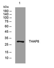 THAP8 rabbit pAb