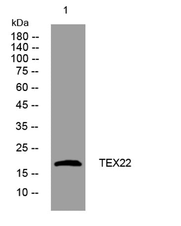 TEX22 rabbit pAb