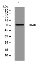 TDRKH rabbit pAb
