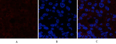 Catenin-β (phospho Ser37) rabbit pAb
