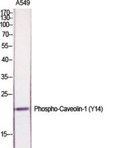 Caveolin-1 (phospho Tyr14) rabbit pAb