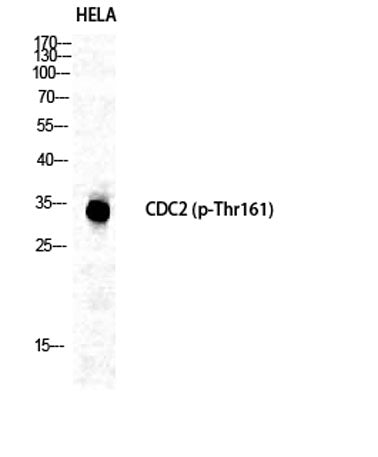 Cdc2 (phospho Thr161) rabbit pAb