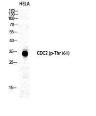 Cdc2 (phospho Thr161) rabbit pAb