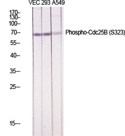 Cdc25B (phospho Ser323) rabbit pAb