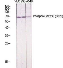 Cdc25B (phospho Ser323) rabbit pAb