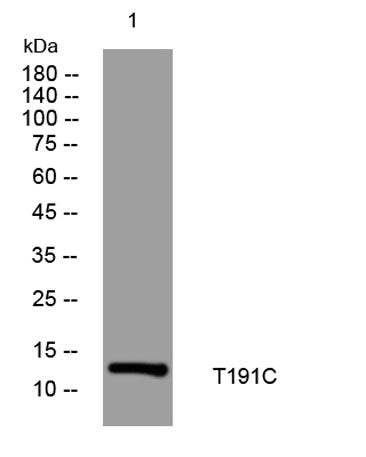 T191C rabbit pAb
