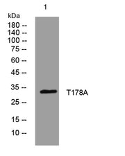 T178A rabbit pAb