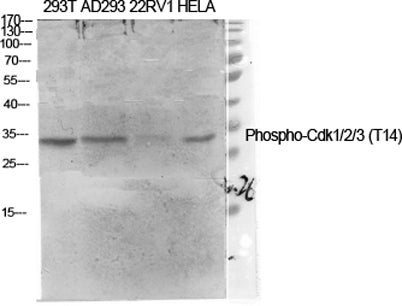 Cdk1/2/3 (phospho Thr14) rabbit pAb