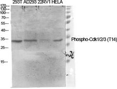 Cdk1/2/3 (phospho Thr14) rabbit pAb