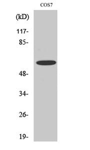 Chk2 (phospho Ser516) rabbit pAb