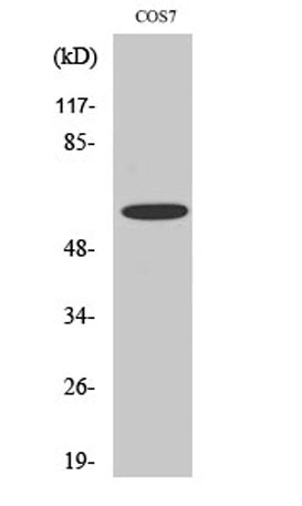 Chk2 (phospho Ser516) rabbit pAb