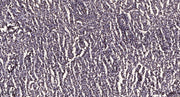 Stat3 (Acetyl-Lys49) rabbit pAb