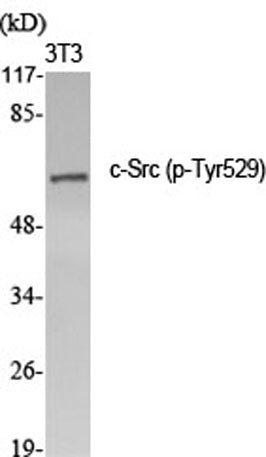 c-Src (phospho Tyr529) rabbit pAb