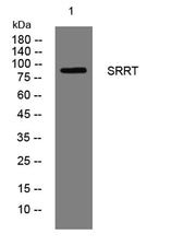 SRRT rabbit pAb