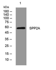 SPP2A rabbit pAb
