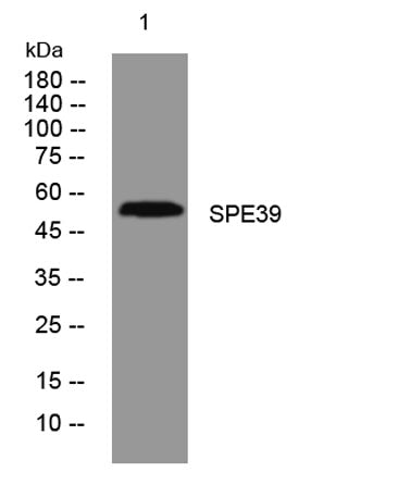 SPE39 rabbit pAb