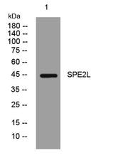 SPE2L rabbit pAb
