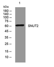 SNUT2 rabbit pAb