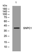 SNPC1 rabbit pAb