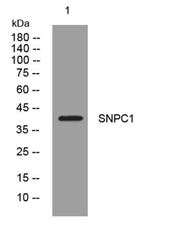 SNPC1 rabbit pAb