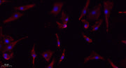 eIF2α (phospho Ser51) rabbit pAb
