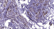 Smad1 (phospho-Ser206)  rabbit pAb